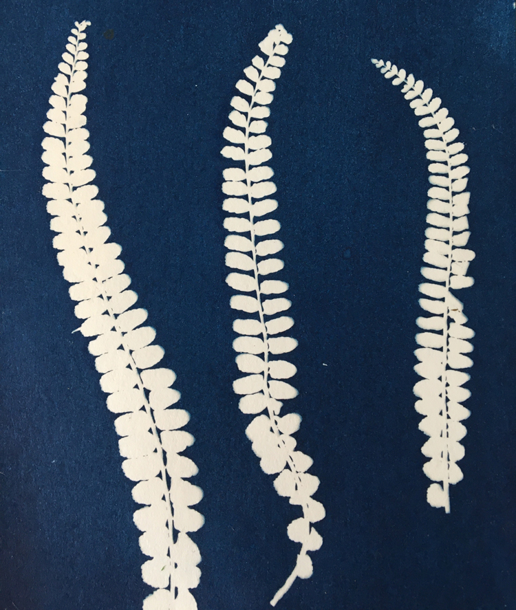 Cyanotype